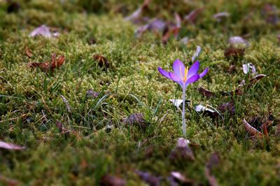 Close-up of purple crocus flowers blooming on field