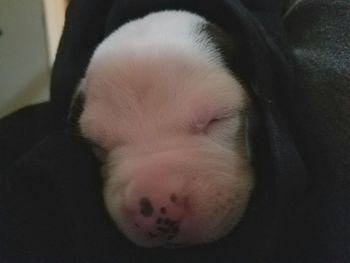 Close-up of a dog sleeping