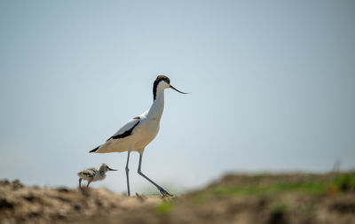 Low angle view of bird perching against clear sky