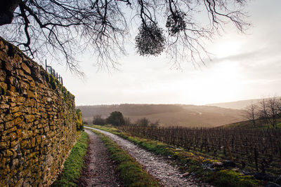 Scenic view of a pathway amidst a stone wall and vineyards in burgundy