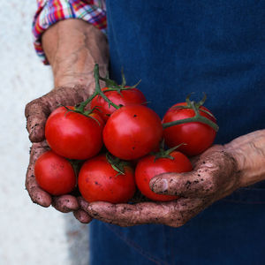 Senior man, farmer, worker holding in hands harvest of organic fresh tomato. bio cultures