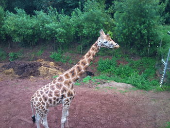 Giraffe in a forest