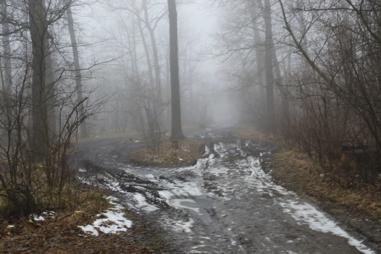 tree, plant, fog, cold temperature, forest, no people, nature, tranquility, winter, land, bare tree, non-urban scene, snow, tranquil scene, scenics - nature, beauty in nature, day, road, environment, outdoors, woodland, hazy