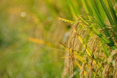 Close-up of wheat growing on field