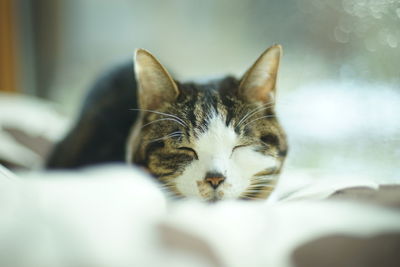 pet