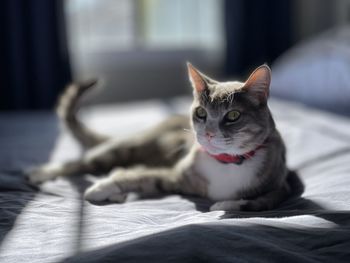 Close-up of cat lying on bed at home