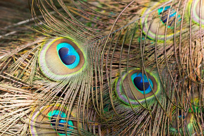 Full frame of peacock