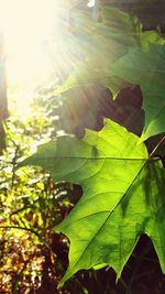 Sun shining through leaves