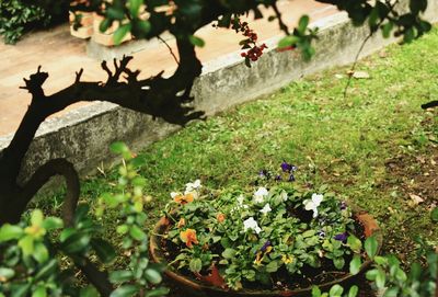 Close-up of wildflowers
