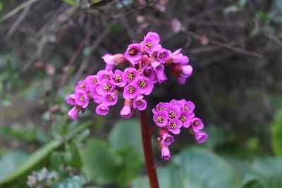 Close-up of pink flowers