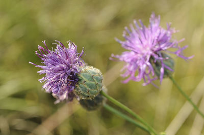 Close-up of purple thistle flower