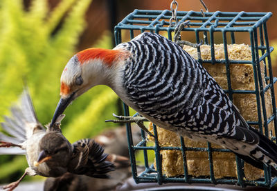 Woodpecker on the backyard suet feeder