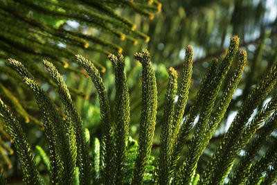 Close-up of green plant