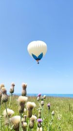 White flower in field against clear blue sky