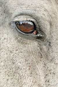 Close-up of cat eye