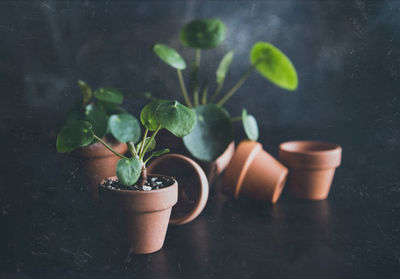 Potted plant on table