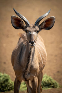 Close-up of male greater kudu watching camera