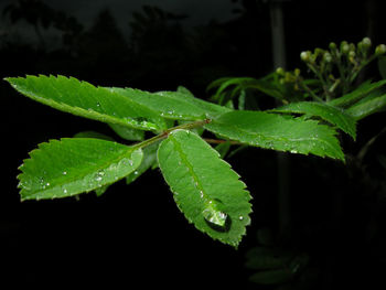 Close-up of wet plant against black background