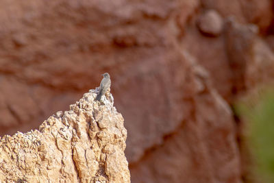 Close-up of a bird on the rock.