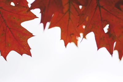 Close-up of red maple leaves