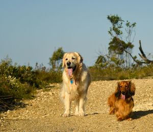 View of a dog on the ground