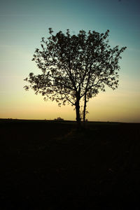 Silhouette tree on field against sky at sunset