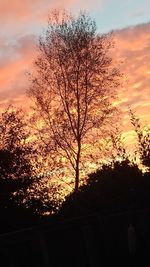 Low angle view of silhouette tree against orange sky