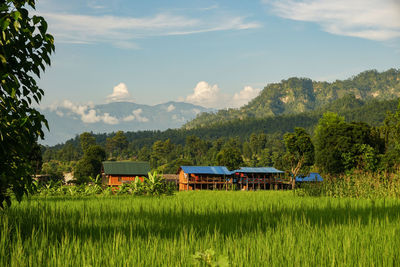 Scenic view of agricultural field against sky