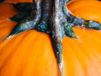 Close-up of orange leaf