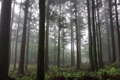 Scenic view of forest