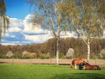 View of horses grazing on grassy field