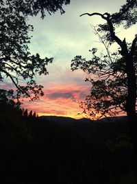 Silhouette trees against sky during sunset