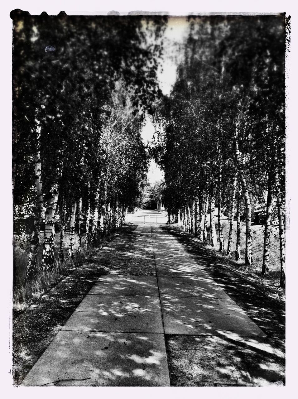 the way forward, transfer print, tree, diminishing perspective, vanishing point, auto post production filter, footpath, walkway, day, built structure, narrow, growth, long, outdoors, tree trunk, pathway, empty, architecture, tranquility, nature