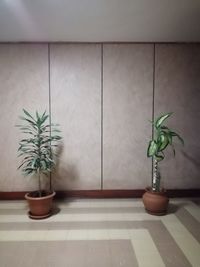 Potted plant on floor against wall at home