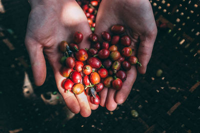 Close-up of hands holding berries