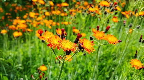 Close-up of orange poppy flowers blooming in field