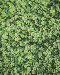 Full frame shot of plants