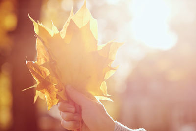 Close-up of hand holding maple leaves during autumn