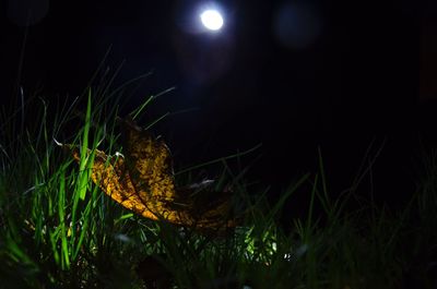 Close-up of illuminated grass at night
