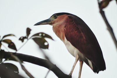 Low angle view of bird perching on branch