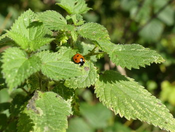 leaf