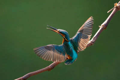 Close-up of king fisher perching on a branch