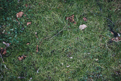 High angle view of starfish on field