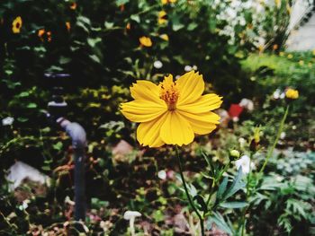 Close-up of yellow flower