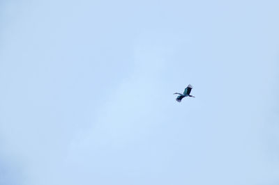 Low angle view of eagle flying against clear sky