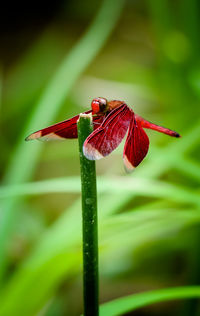 Close-up of red flower on plant