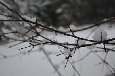 Close-up of snow on branch against sky