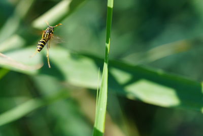 Close-up of insect on grass