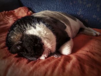 Close-up of cat sleeping on bed