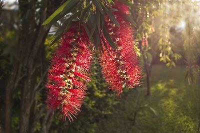 Close-up of red flowers